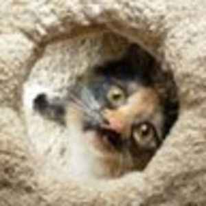 Meet your Posher, Molly